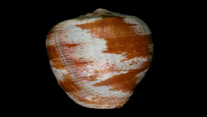 Conus tulipa (鬱金香芋螺)