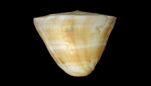 Conus recluzianus (橘紅芋螺)