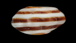 Enzinopsis zonalis (正斑馬峨螺)