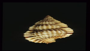 Gyrineum lacunatum (紫端翼法螺)