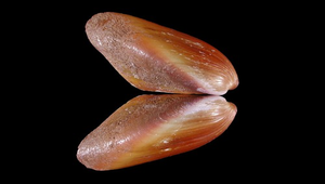 Musculus senhousia (東亞殼菜蛤)