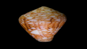 Conus retifer (面紗芋螺)