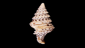 Turris babylonia (巴比倫捲管螺)