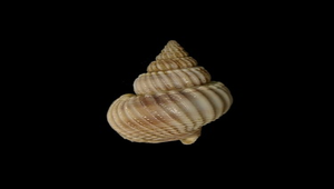 Zeuxis scalaris (細肋織紋螺)