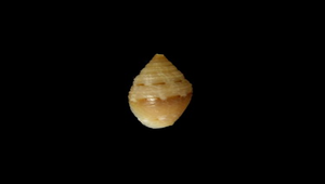 Scabricola ocellata (眼紋筆螺)