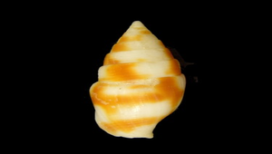Nebularia contracta (塊斑筆螺)