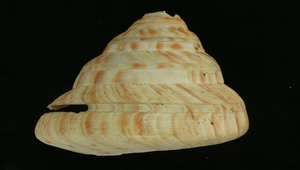 Perotrochus hirasei (紅翁戎螺)