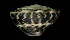 Conus chaldeus (小斑芋螺)-資源代表圖