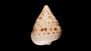 Terebra maculata (大筍螺)