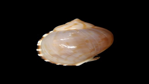 Casmaria erinaceus (小鬘螺)