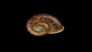 Cyclophorus latus (寬口大山蝸牛)