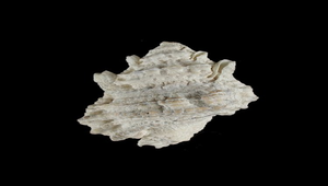 Bursa tuberosissima (突瘤蛙螺)