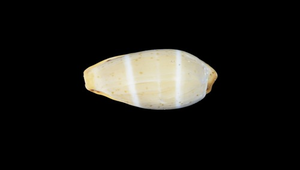 Cypraea lutea (雙線寶螺)