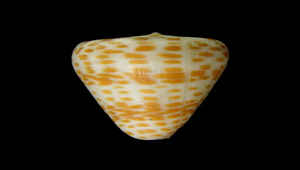 Conus tessulatus (紅磚芋螺)