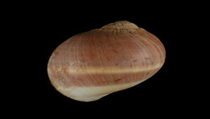 Natica vitellus (腰帶玉螺)