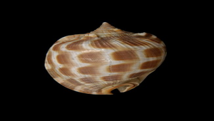 Phalium areola (棋盤鬘螺)