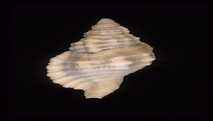 Cymatium mundum (小白法螺)