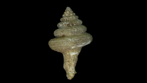 Fusinus longicaudus (枋準長旋螺)