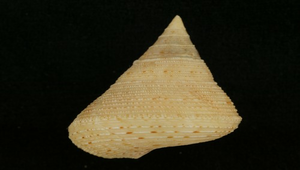 Calliostoma haliarchus (陀螺鐘螺)