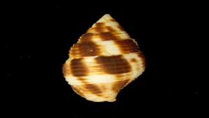 Nebularia ferruginea (粗斑筆螺)
