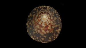 Cellana testudinaria (龜甲笠螺)