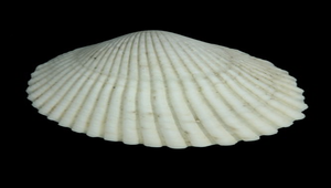 Vasticardium flavum (黃邊鳥尾蛤)