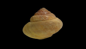 Zeuxis dorsatus (光滑織紋螺)