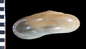 Petalochlamys formosana (台灣鱉甲蝸牛)