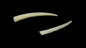 Dentalium octangulatum (稜象牙貝)