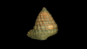 Cerithidea djadjariensis (鐵尖海蜷)-資源代表圖