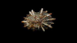 Siphonaria atra (黑松螺)