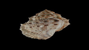 Bufonaria crumena (朱唇蛙螺)