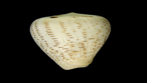 Conus glaucus (海綠芋螺)