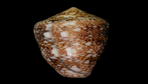Conus canonicus (虎斑芋螺)