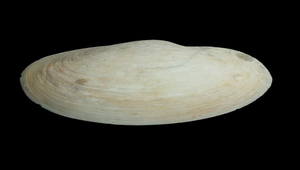 Anodontia stearnsiana ()