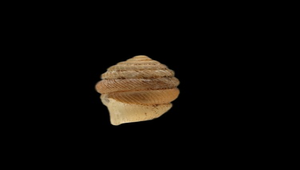 Diplommatina tungwangorum (董王芝麻蝸牛)
