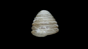 Pseudobuliminus meiacoshimensis incertus (圓頂釘蝸牛)