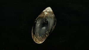 Ellobium chinense (中華大耳螺)
