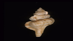 Cymatium pfeifferianum (菲氏瘦法螺)