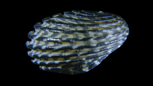 Nerita exuvia (浮彫蜑螺)