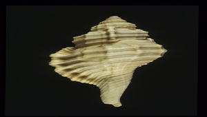 Cymatium sinense (中華象法螺)