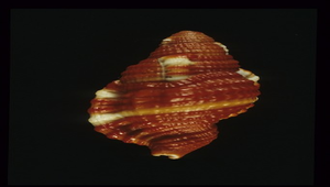 Cymatium rubeculum (豔紅美法螺)
