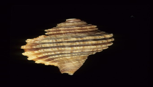 Cymatium exaratum kiiense (紀伊法螺)