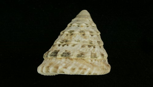 Tectus fenestratus (高帽鐘螺)