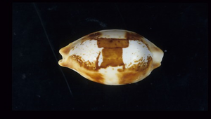 Cypraea stolida (塊斑寶螺)