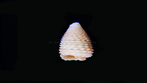 Inella mistura (九曲格粒螺)