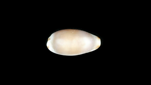 Cypraea ursellus (肥熊寶螺)-資源代表圖