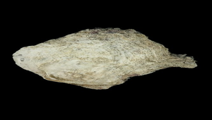 Ostrea circumpicta (疏鱗牡蠣)