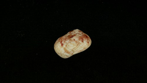 Chrysostoma paradoxum (金口鐘螺)