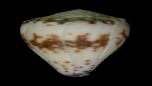 Conus sponsalis sponsalis (花環芋螺)